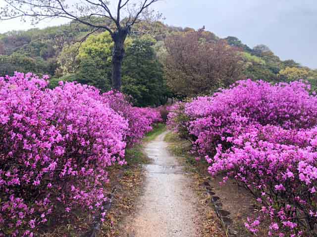 両脇にツツジの咲く道