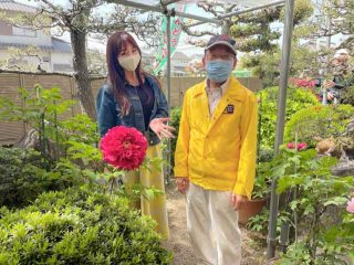 約550株の牡丹が華麗に花開いている、遠藤ぼたん園（南区藤田）＆リニューアルオープンしたばかりの岡山県立博物館（北区後楽園）へ行ってきました！