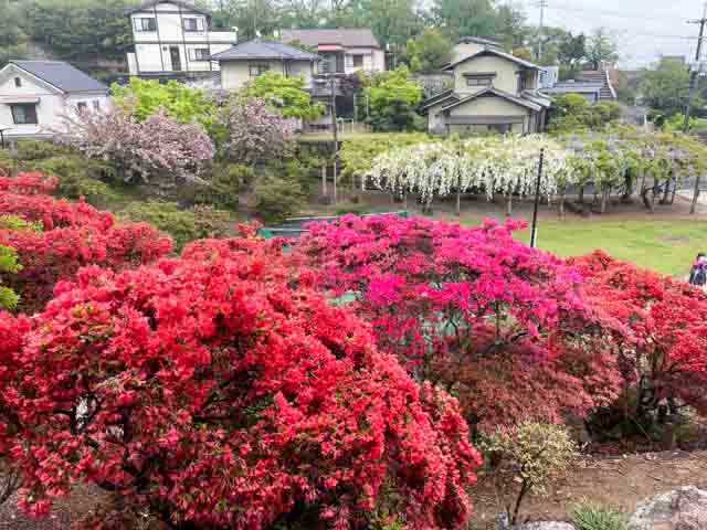 国鉾神社のツツジ