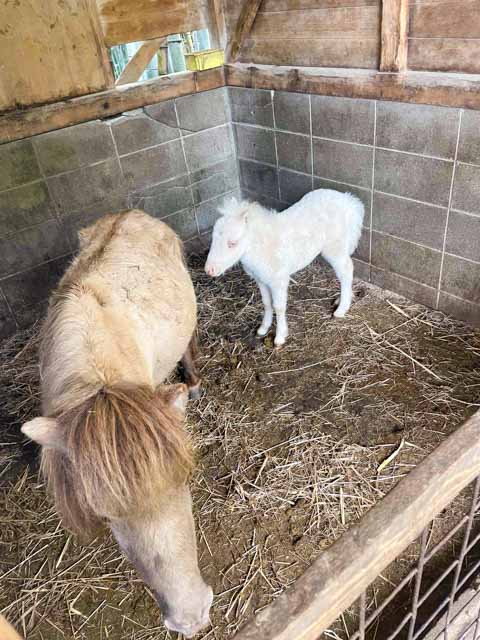 動物の赤ちゃん2