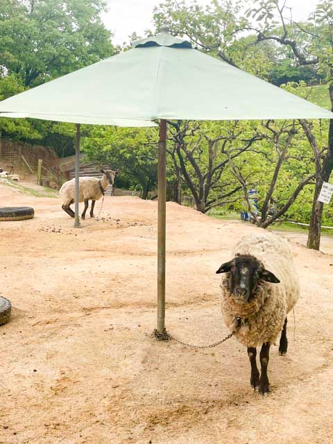 渋川動物公園の羊