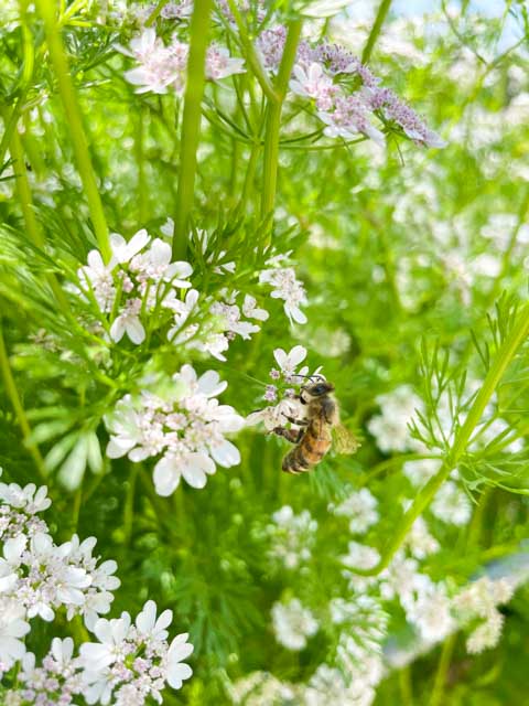 ミツバチとパクチーの花