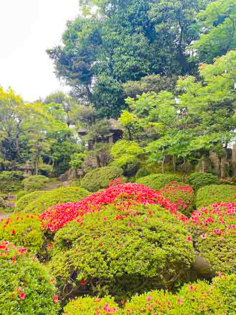 サツキの花2