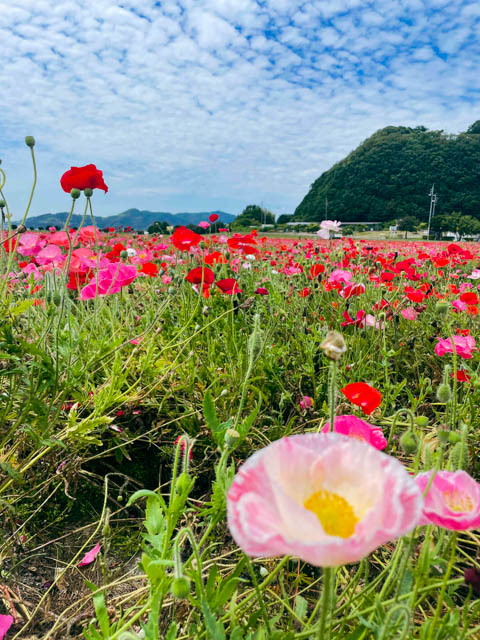 色鮮やかで可愛らしい花