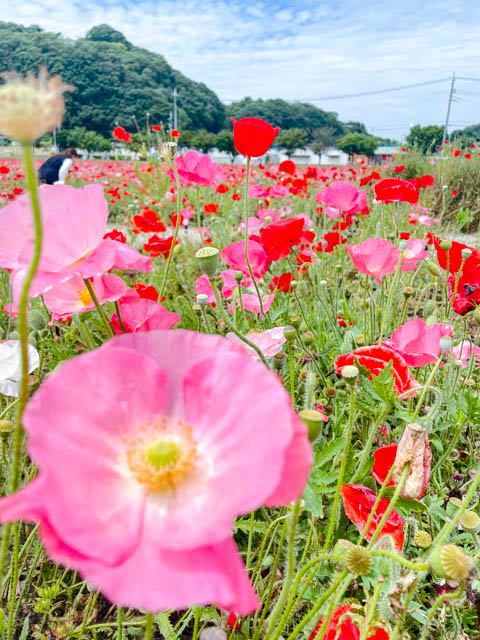 花畑探索中