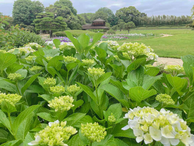 紫陽花