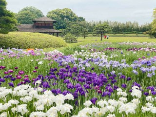 環境学習センターアスエコ(岡山市北区下石井イオンモール内)がリニューアルオープン！＆花菖蒲が見頃！後楽園(岡山市北区)に行ってきました♪