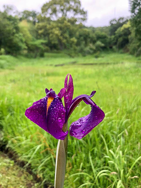 花菖蒲の原種ノハナショウブ