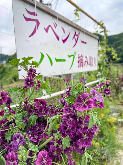 ハーブの摘み取り体験実施中