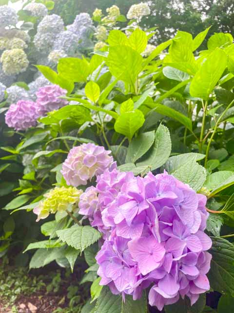 5分〜6分咲きの紫陽花の花
