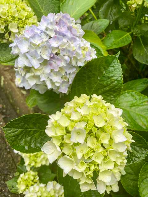 淡い青の紫陽花と白い紫陽花
