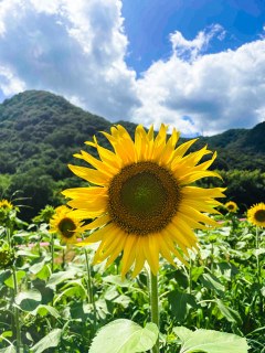 ただいま「美をたどる皇室と岡山～三の丸尚蔵館収蔵品より」が開催中！岡山県立美術館(岡山市北区天神町)＆約10万本のひまわりが今にも花ひらこうとスタンバイ！牟佐大久保ひまわり畑に行ってきました♪