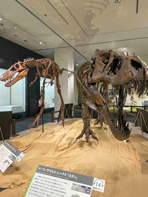 ティラノサウルスの全身復刻骨格