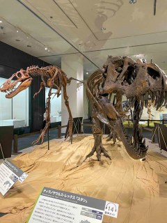 今日は、ただいま特別展「ティラノサウルス展〜T.Rex驚異の肉食恐竜〜」が開催中！岡山シティミュージアム(岡山市北区駅元町)＆8月1日からいよいよ夏の幻想庭園がスタート！岡山後楽園(岡山市北区)へ！