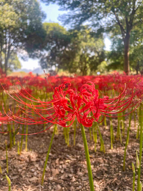 きれいな花を咲かすヒガンバナ