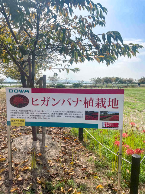 ヒガンバナ植栽地の看板