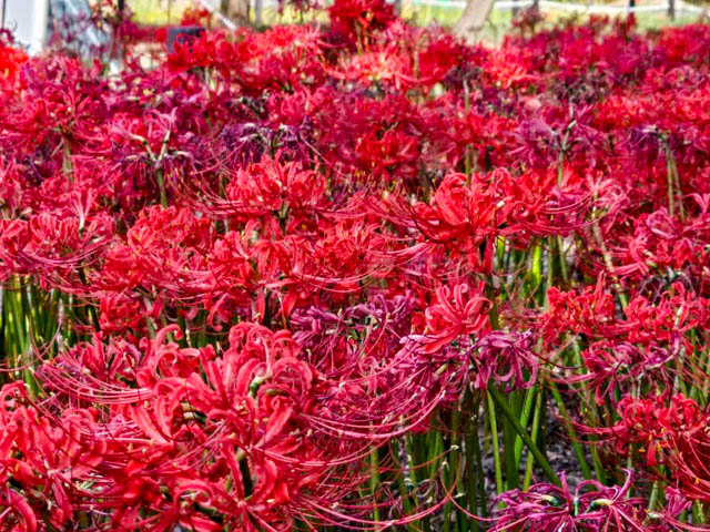 咲き誇るヒガンバナが赤い絨毯のよう