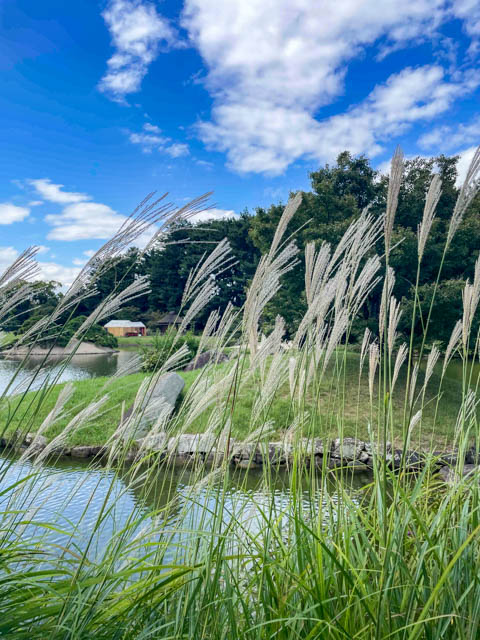 秋の後楽園の風景④