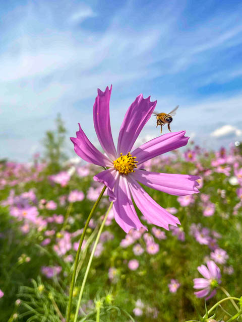 コスモスの花とみつばち