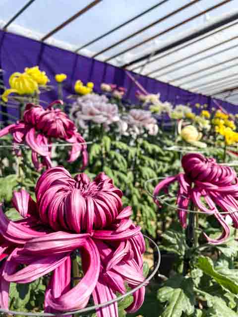 咲き始めの菊の花