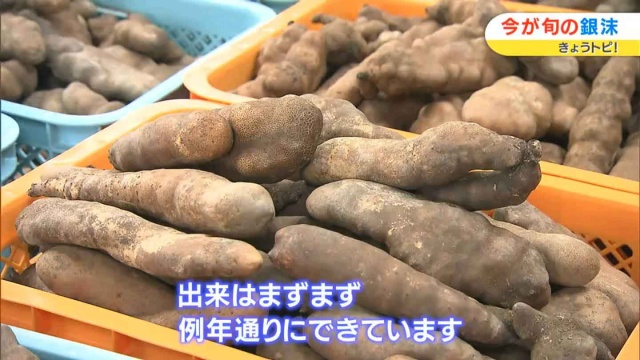 真庭特産の山の芋・銀沫（ぎんしぶき）