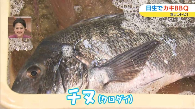 大きなチヌ
