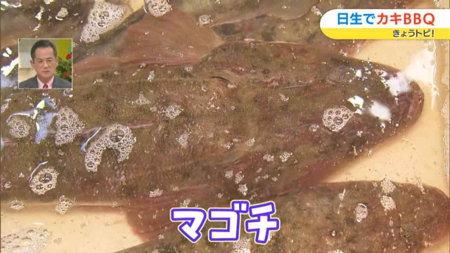 大きなマゴチ
