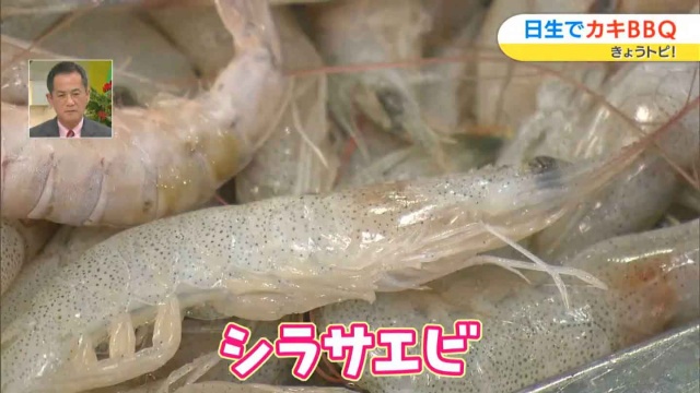 シラサエビ