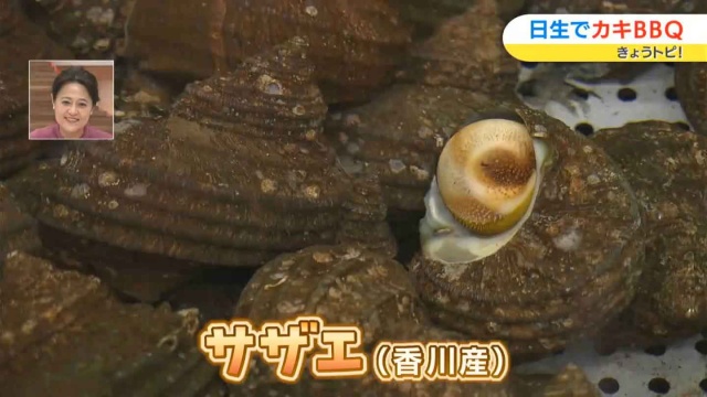 サザエ