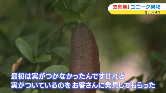 栽培方法はまだ手探り