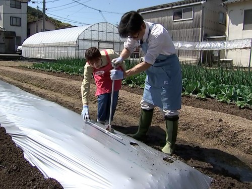マルチシートに穴をあけていく作業