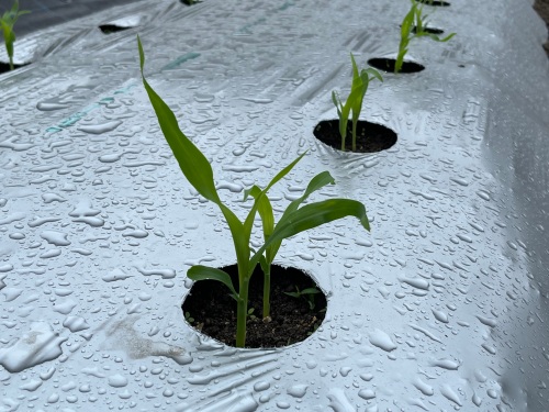 2週間前に種をまいたトウモロコシの葉