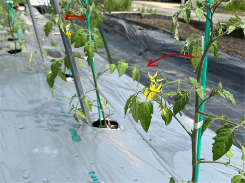トマトの花が咲いている方を手前にして植える