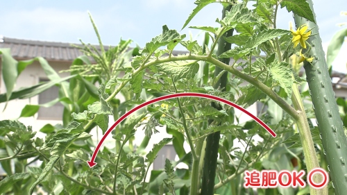 追肥が必要なトマトの葉