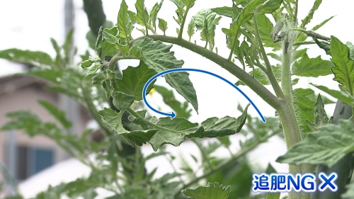 追肥が必要ないトマトの葉