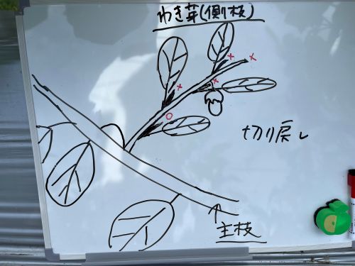 ナスの収穫方法の図解