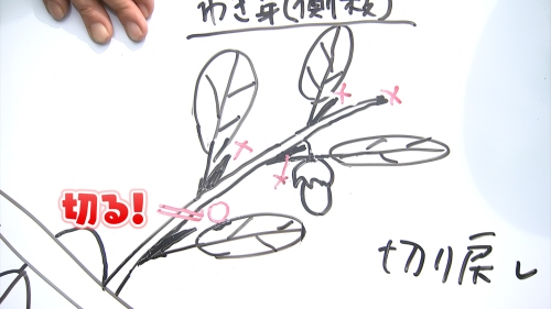 わき芽の切り方の図解