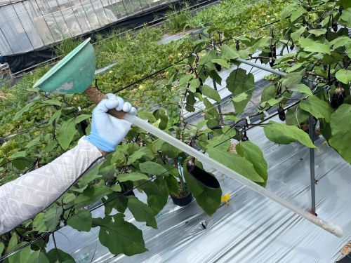 追肥するために作った漏斗