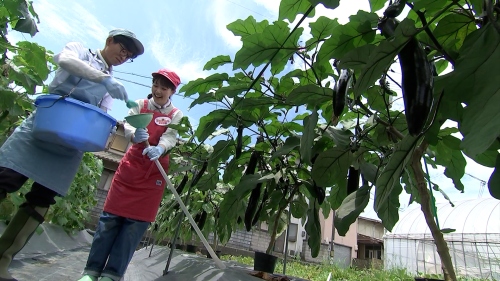 追肥作業をするたむたむと難波さん