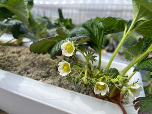 イチゴの花
