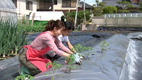 野菜の植え付け