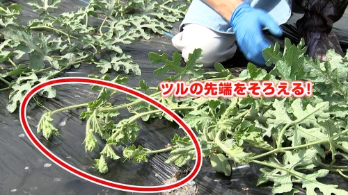 ツルの先端をそろえる