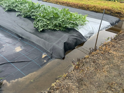 畑の周りに水たまりができていました
