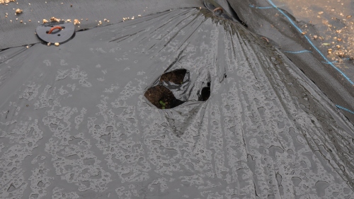 イノシシに穴を開けられる