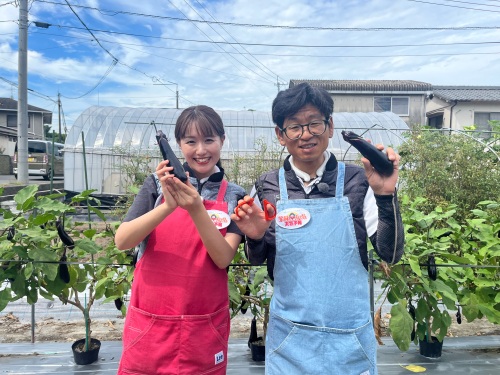 ナスの枝管理について