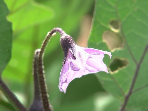 この時期に花を見つけたら花より上の枝(芽)を切るべし