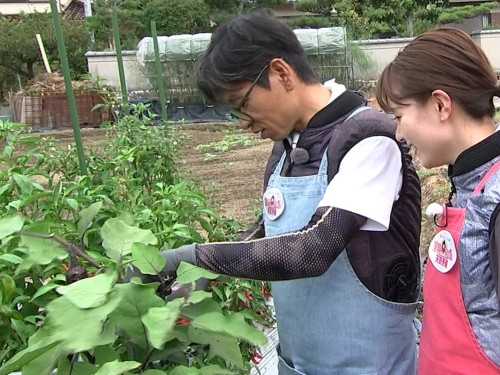 最後まで立派なナスに育てるため