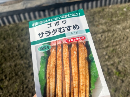 「超極早生」のゴボウ