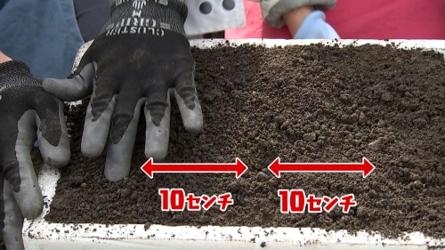 10センチ間隔で浅めに穴をあけます!