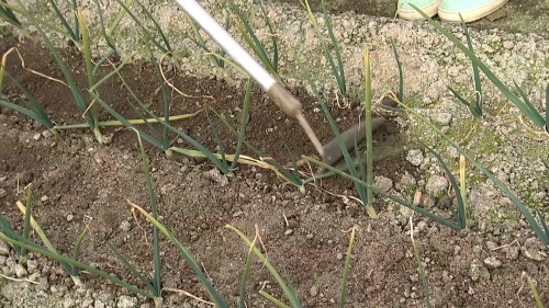 土の表面を平らにする様子